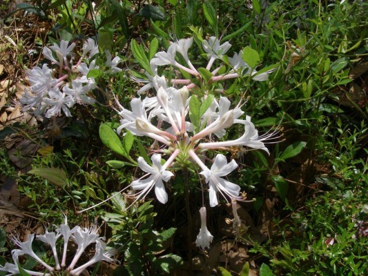 Coastal Azalea
